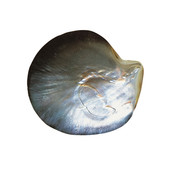 Accessoire met een Abalone schelp (Bali Barong)